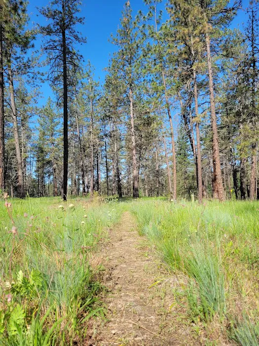 Dragoon Creek Picture 7