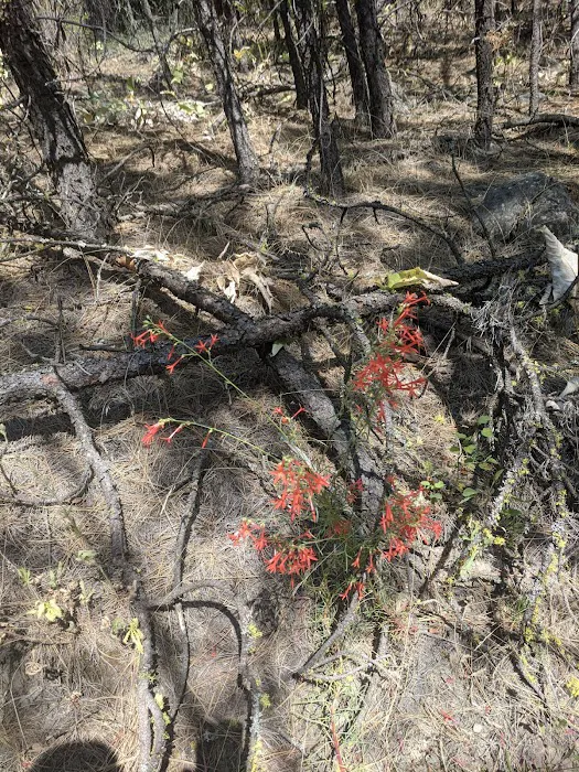 Riverside State Park - Equestrian Campground Picture 7