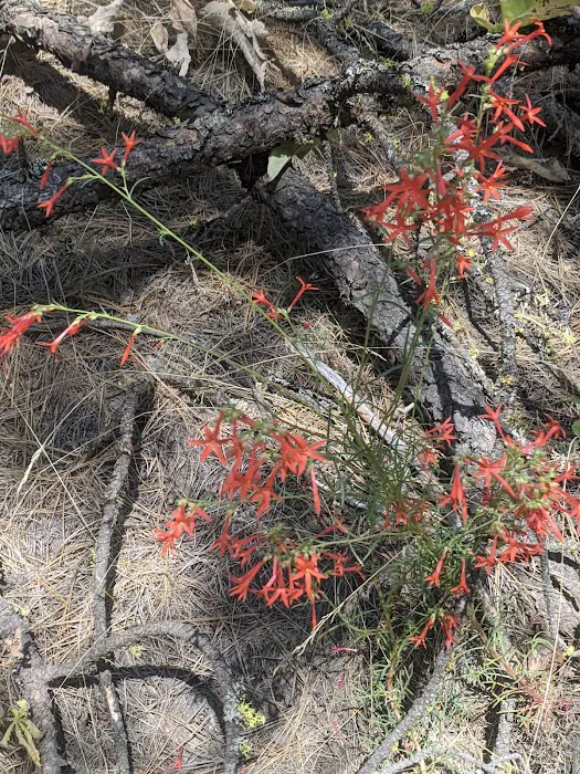 Riverside State Park - Equestrian Campground Picture 6