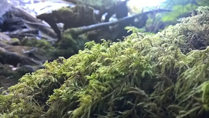 Alsea Falls Campground Picture 10