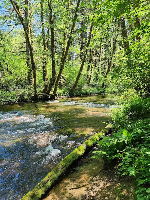 Alsea Falls Campground Picture 9