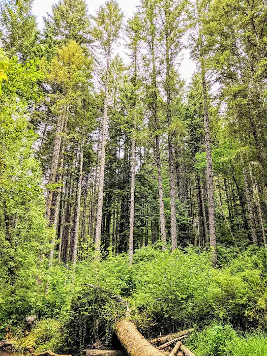 Alsea Falls Campground Picture 7