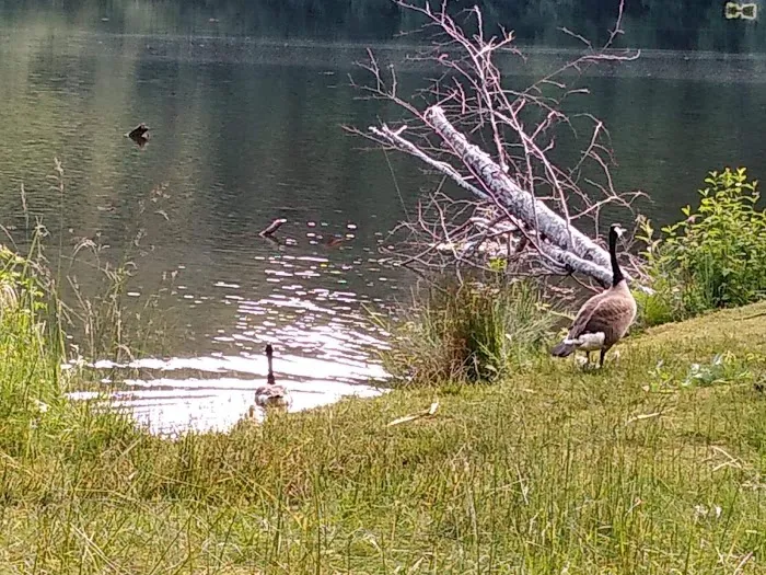 Upper Lake Creek Picture 1