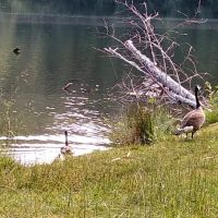 Upper Lake Creek ico