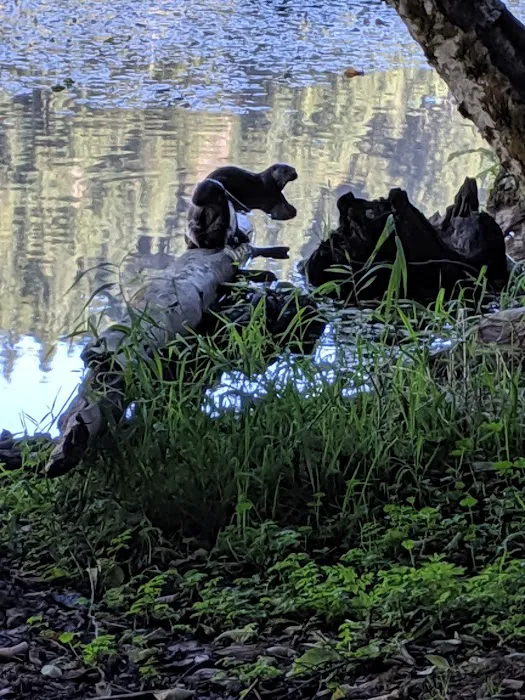 Upper Lake Creek Picture 4