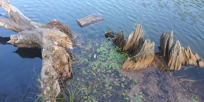 Upper Lake Creek Picture 10