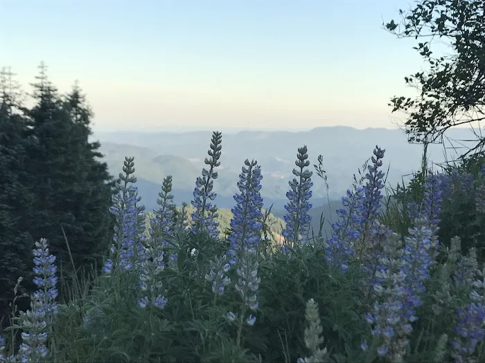 Marys Peak Campground Picture 9