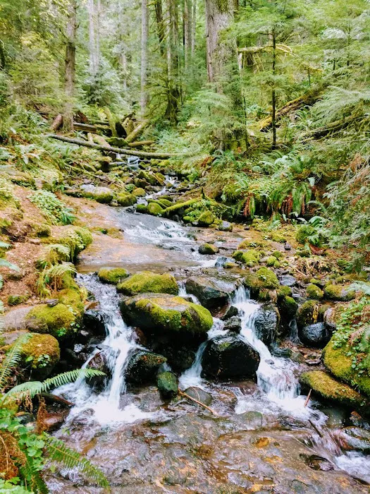 Marys Peak Campground Picture 10