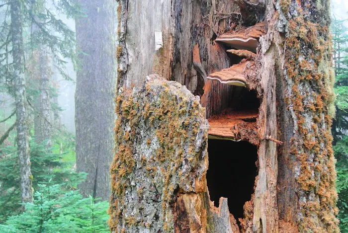 Marys Peak Campground Picture 8