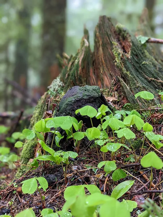 Marys Peak Campground Picture 3
