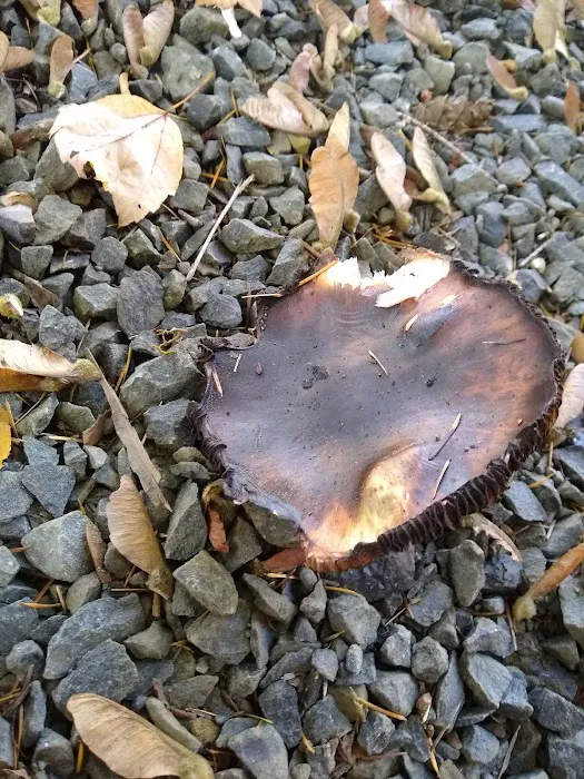 Salmonberry Park & Campground Picture 6