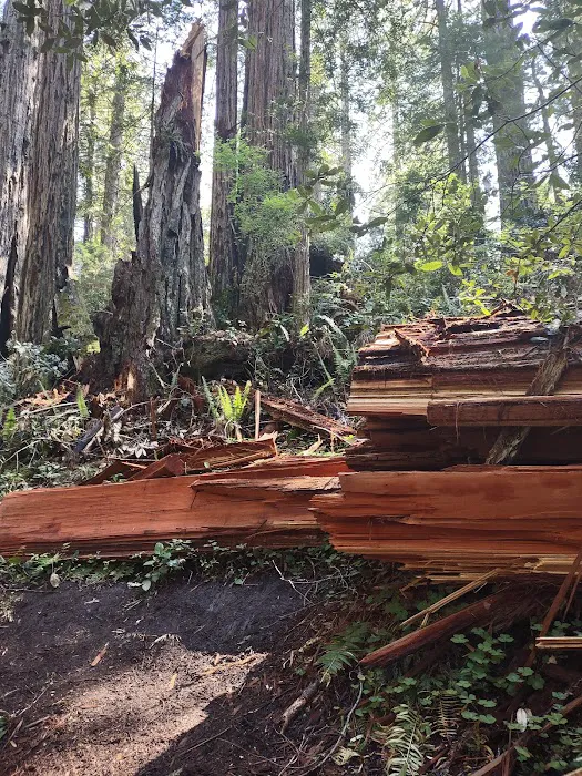 Salmonberry Park & Campground Picture 3