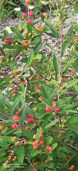 Woodland Meadows Mobile Home Park Picture 1