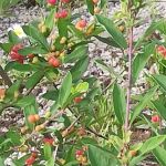 Woodland Meadows Mobile Home Park