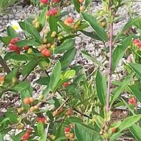 Woodland Meadows Mobile Home Park ico