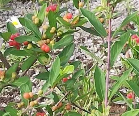 Woodland Meadows Mobile Home Park