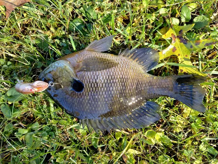 Four Seasons Mobile Home Park Picture 1