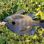 Four Seasons Mobile Home Park