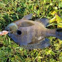 Four Seasons Mobile Home Park ico