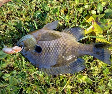 Four Seasons Mobile Home Park