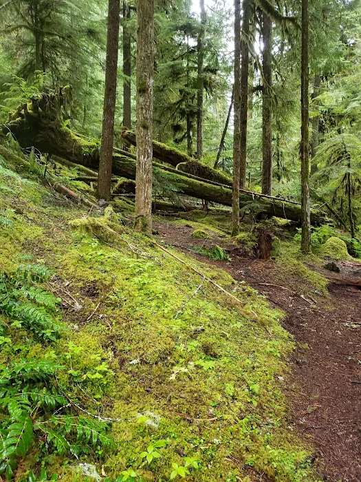 Ice Cap Creek Day Use Area Picture 4