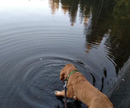 Link Creek Campground