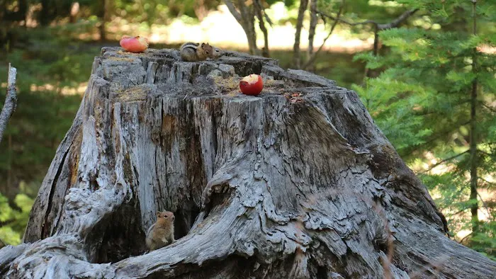 Link Creek Campground Picture 10