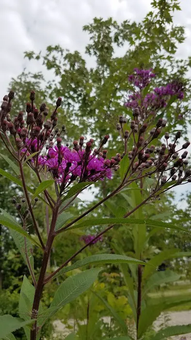 Maywood Community Picture 9