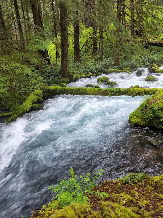Olallie Campground Picture 1