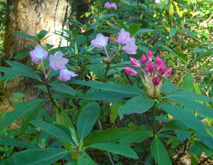 Olallie Campground Picture 2