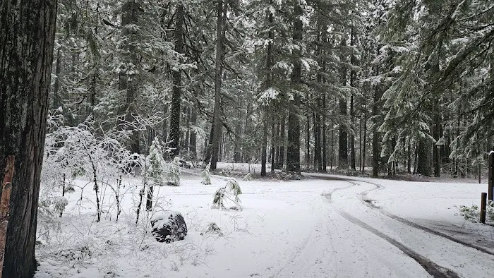 Olallie Campground Picture 5