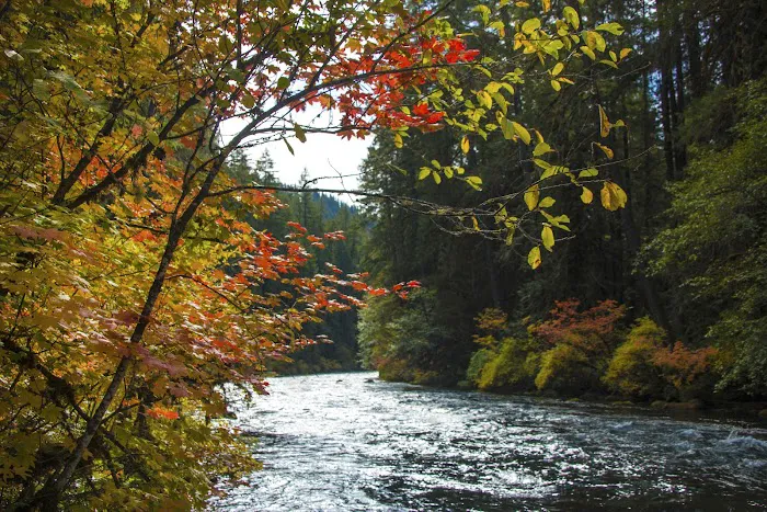 Olallie Campground Picture 9