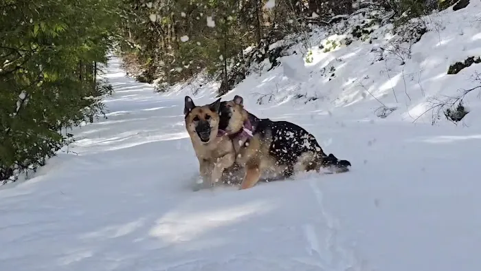 Olallie Campground Picture 6