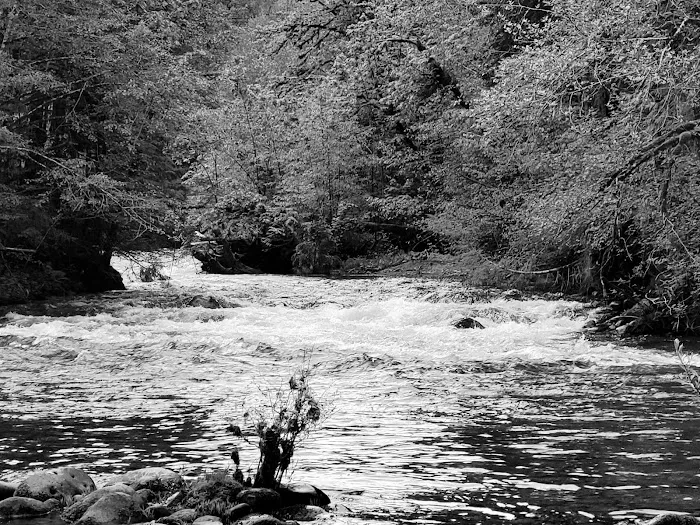 McKenzie Bridge Picture 8