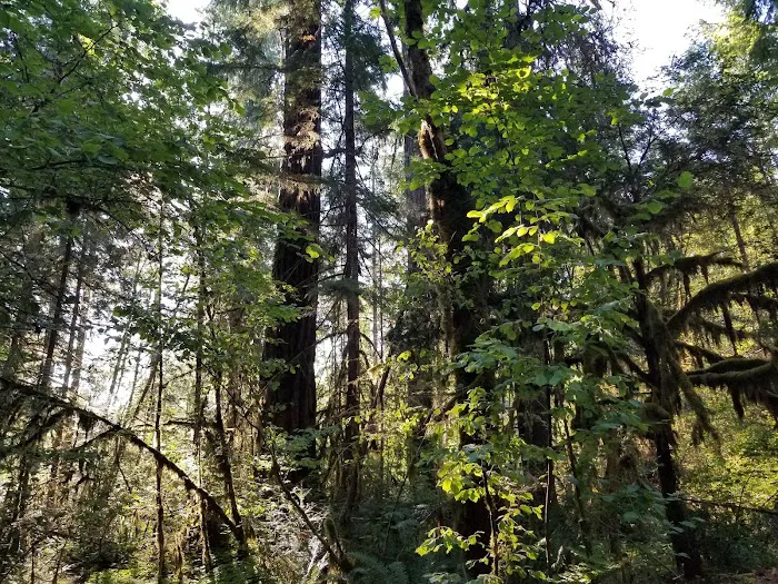 McKenzie Bridge Picture 7