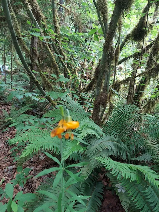 Horse Creek Group Campground Picture 10