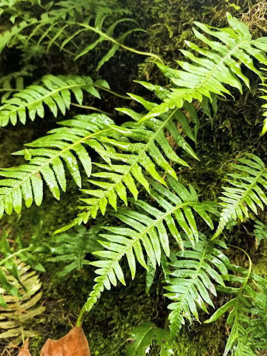 Paradise Campground Picture 10