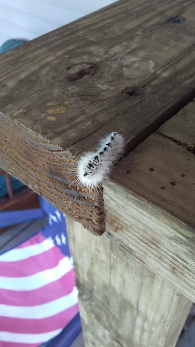 P M Estates Picture 4