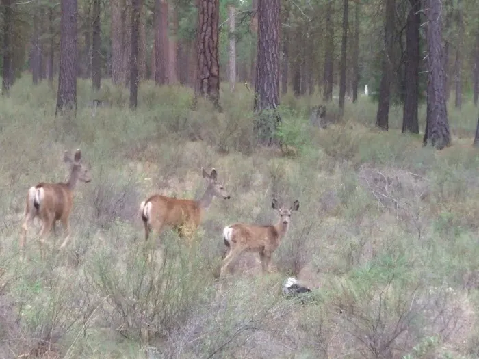 Smiling River Campgrounds Picture 5