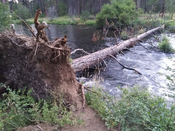 Allingham Campground Picture 6