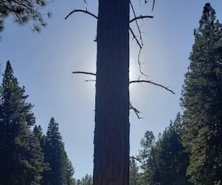 Allingham Campground