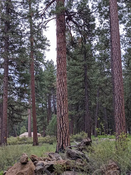 Allingham Campground Picture 10