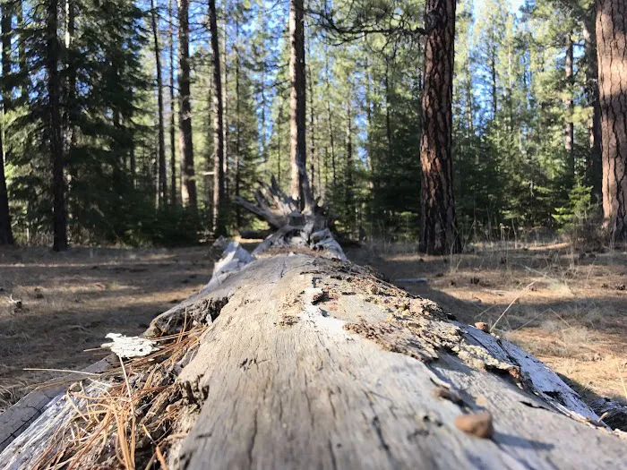 Jack Creek Campground Picture 3