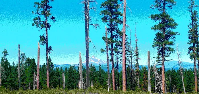 Deschutes NF-Sisters-Metolius Area Picture 3