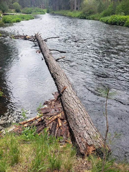 Camp Sherman Campground Picture 10