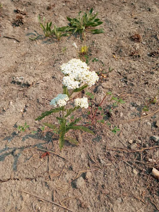 Little Pend Oreille Resort and Campground Picture 7