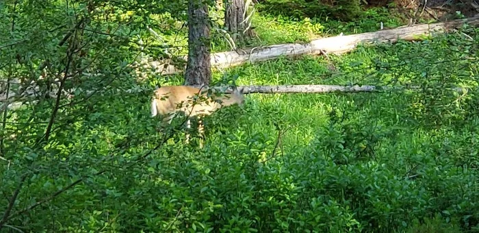 Lake Gillette Campground Picture 6