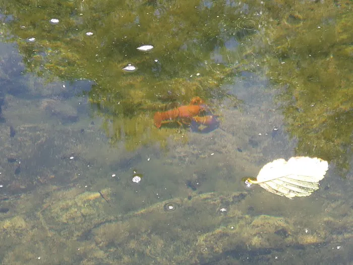 River Edge Campground Picture 9