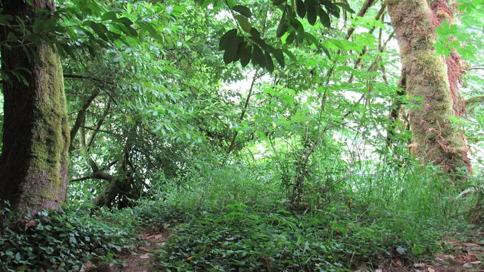 Blackberry Campground Picture 9