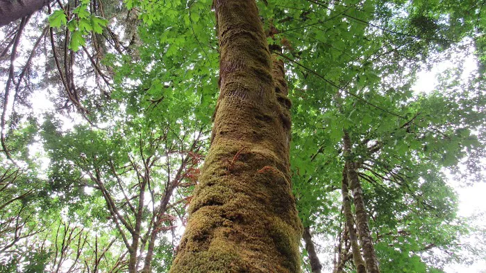 Blackberry Campground Picture 10